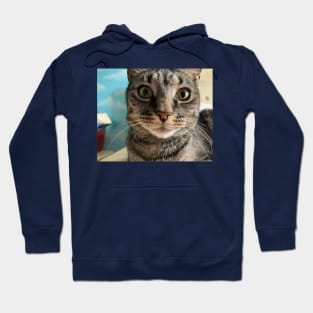 Close Up Kitty Hoodie